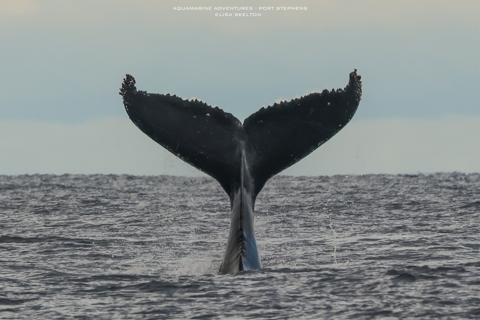 a giraffe standing next to a body of water