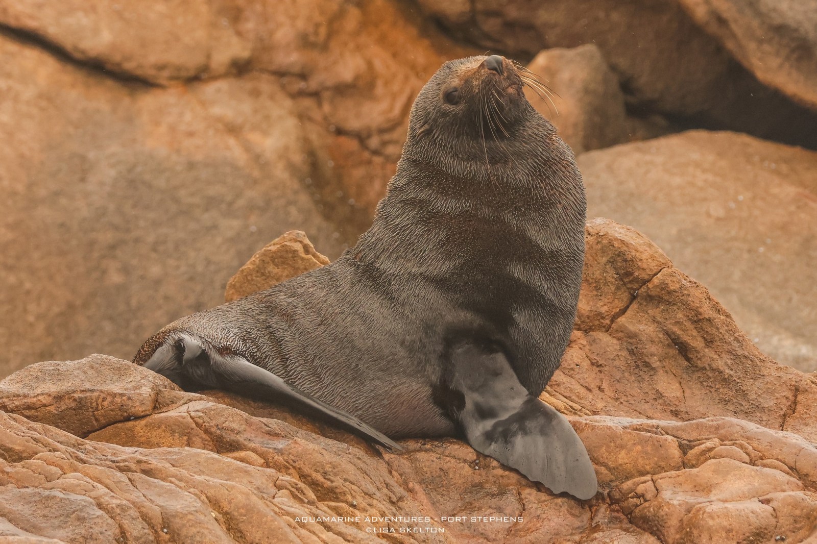 Whale Watching Moonshadow TQC Cruises Port Stephens
