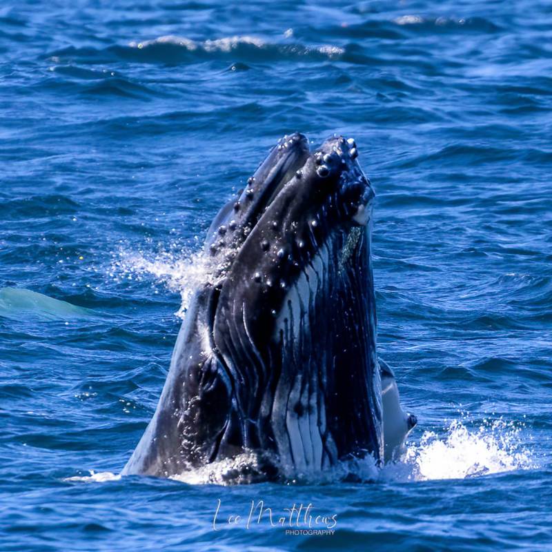 · Whale Watching Moonshadow TQC Cruises Port Stephens