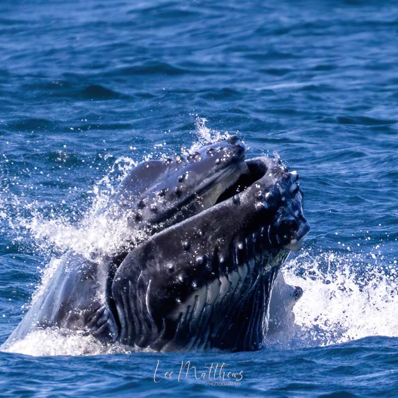 · Whale Watching Moonshadow TQC Cruises Port Stephens