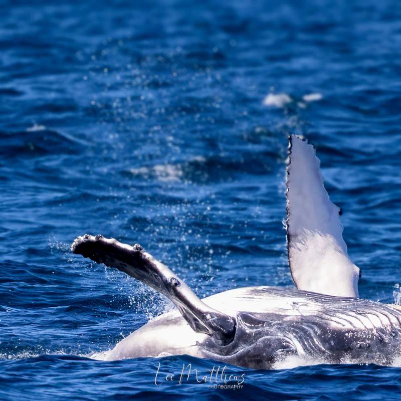 · Whale Watching Moonshadow TQC Cruises Port Stephens