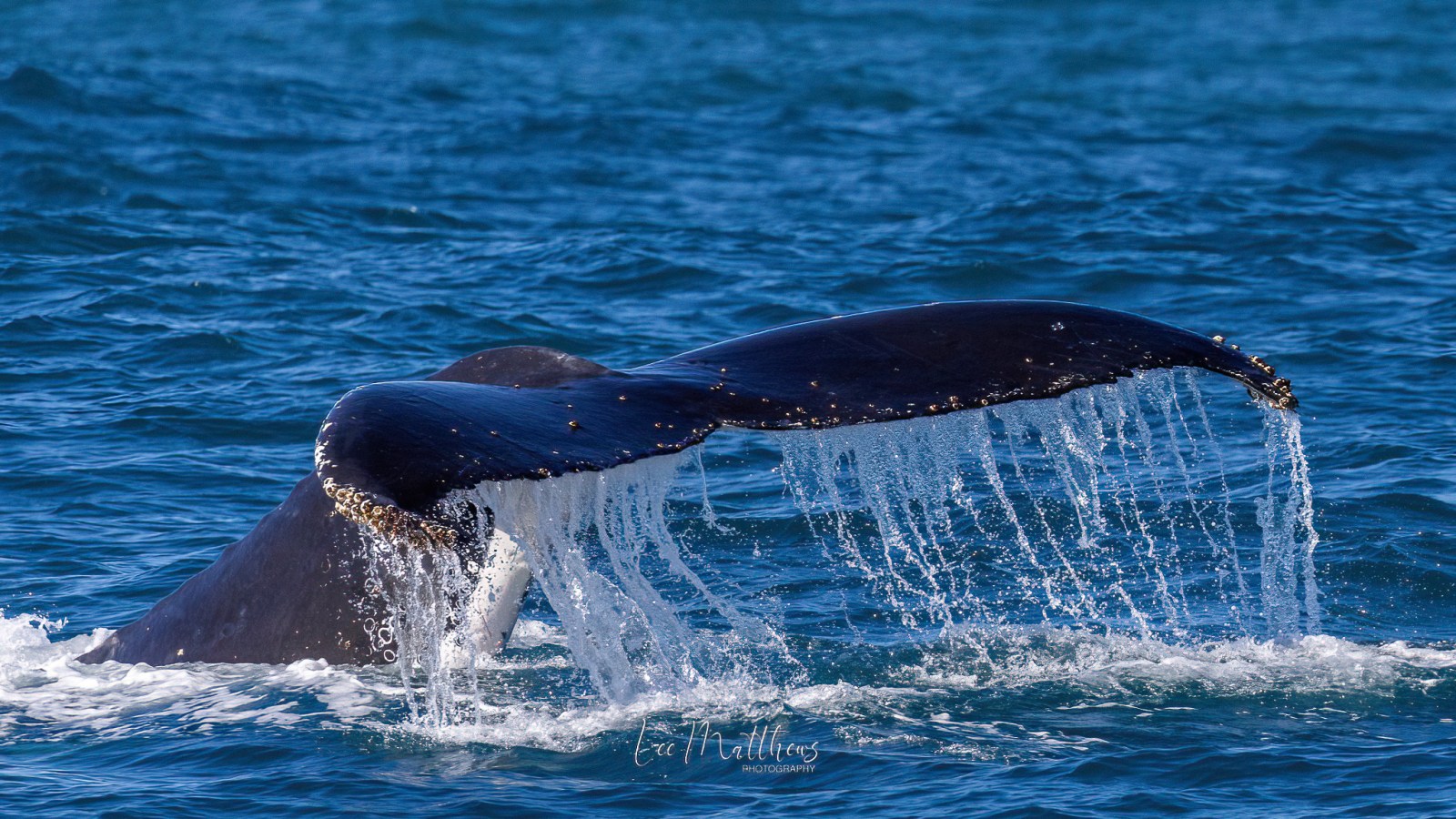 a whale jumping out of the water