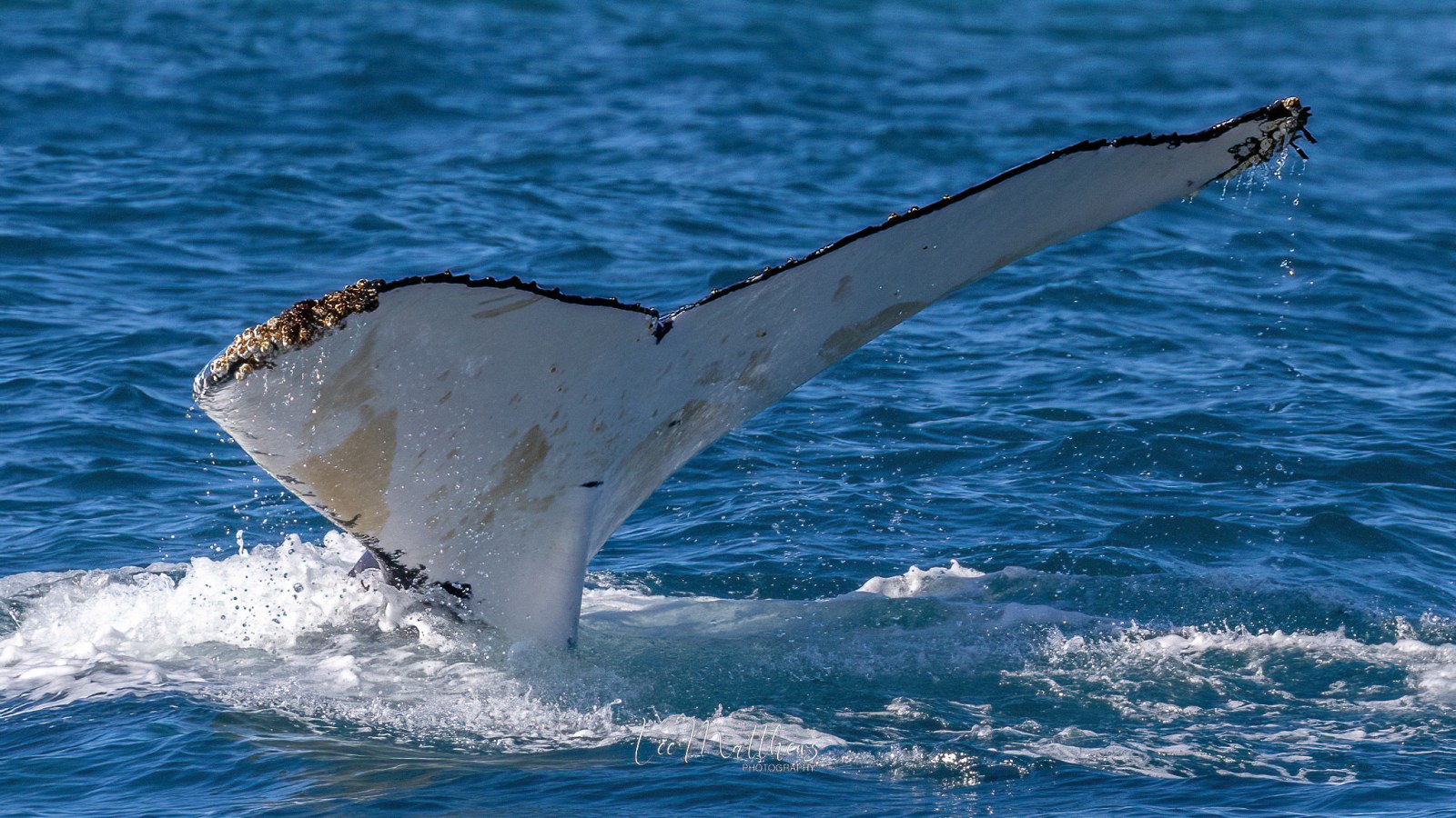 a whale jumping out of the water