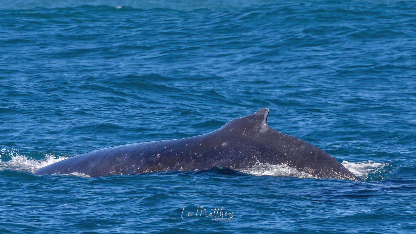 a whale jumping out of the water