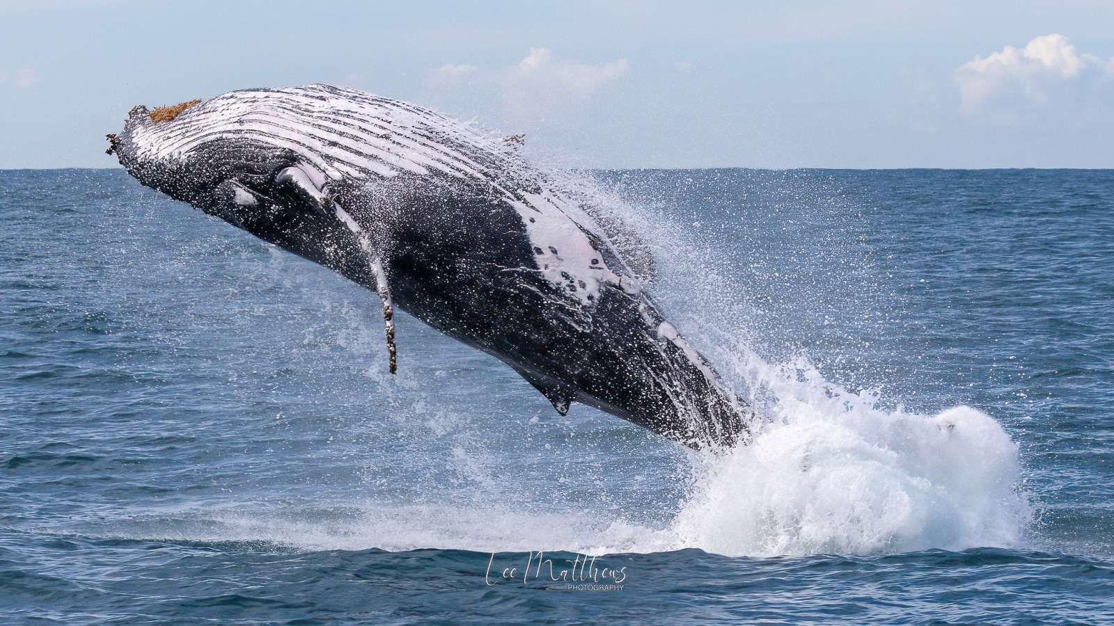 a whale jumping out of the water