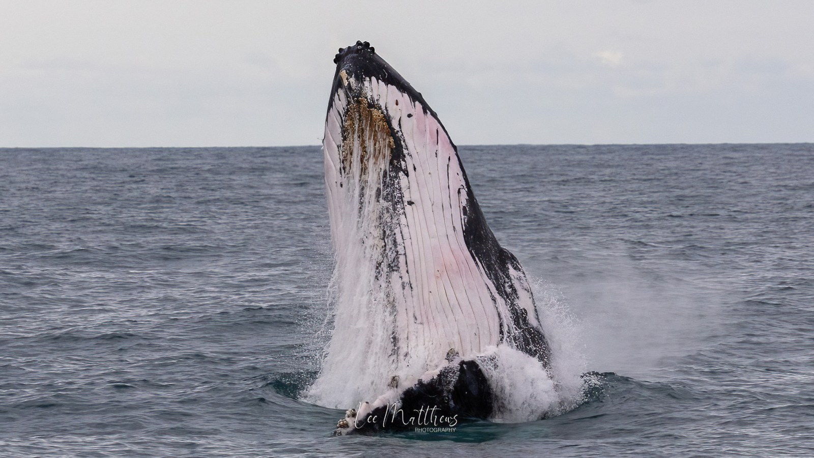 Whale Watching Moonshadow TQC Cruises Port Stephens