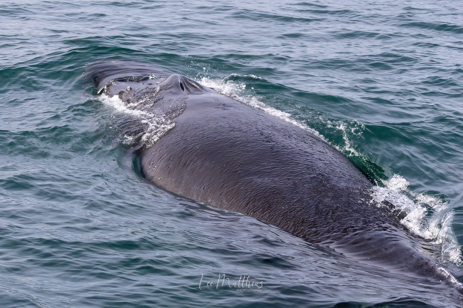 an animal swimming in the ocean