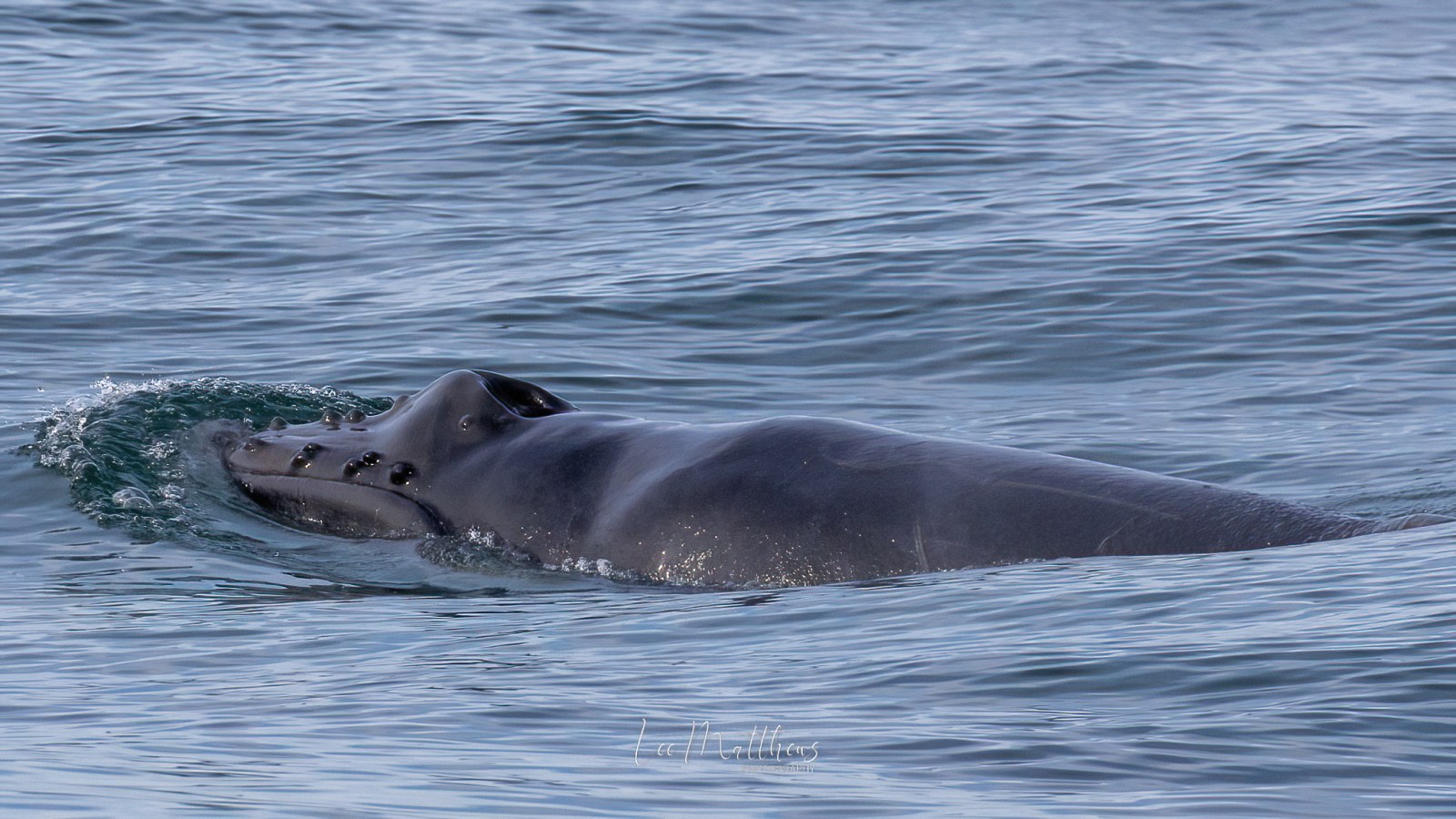 a whale swimming under water