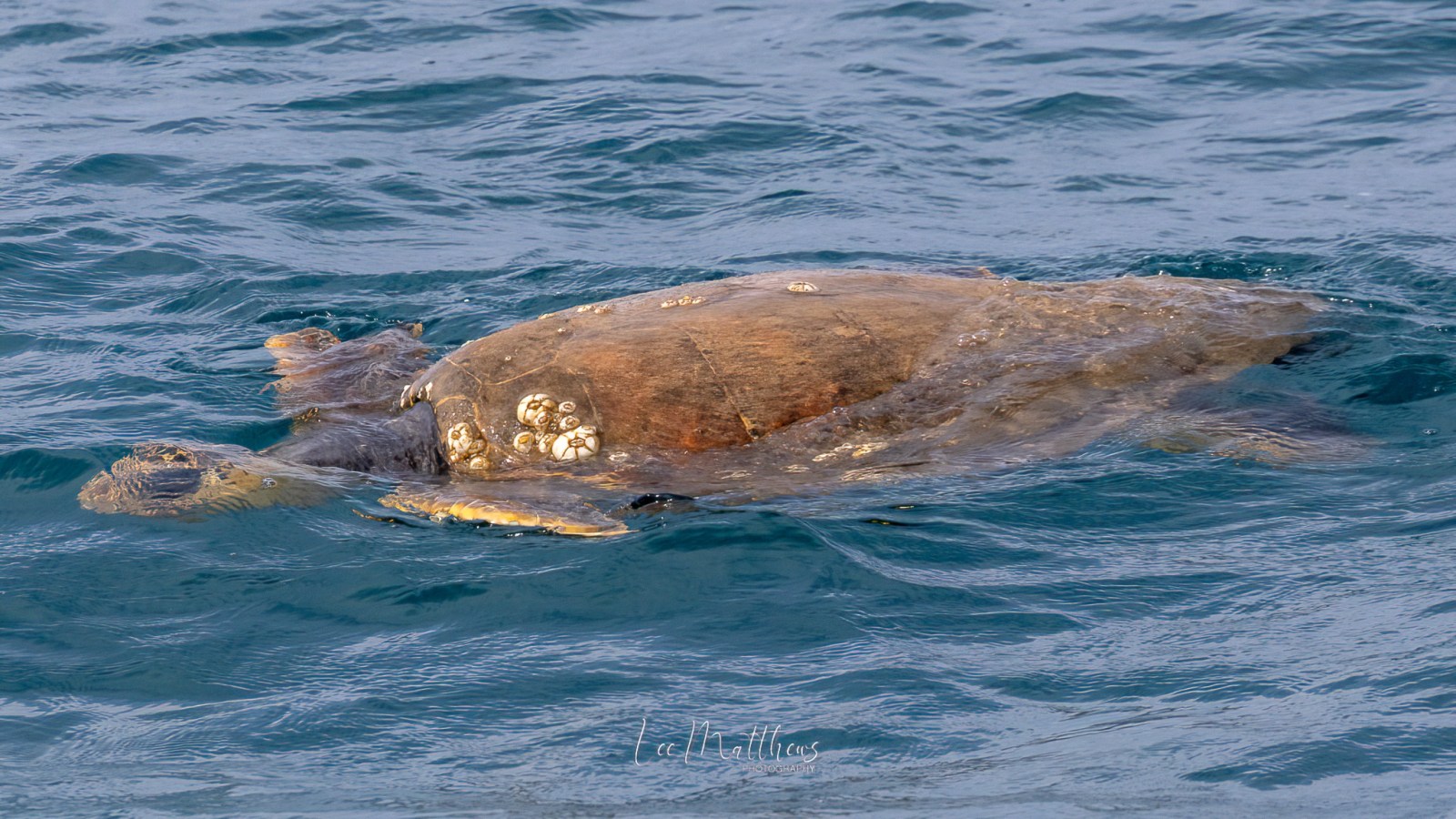 an animal swimming in the water