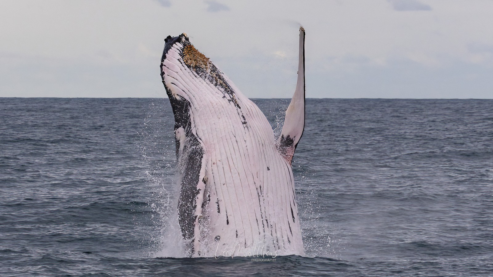 a whale jumping out of the water