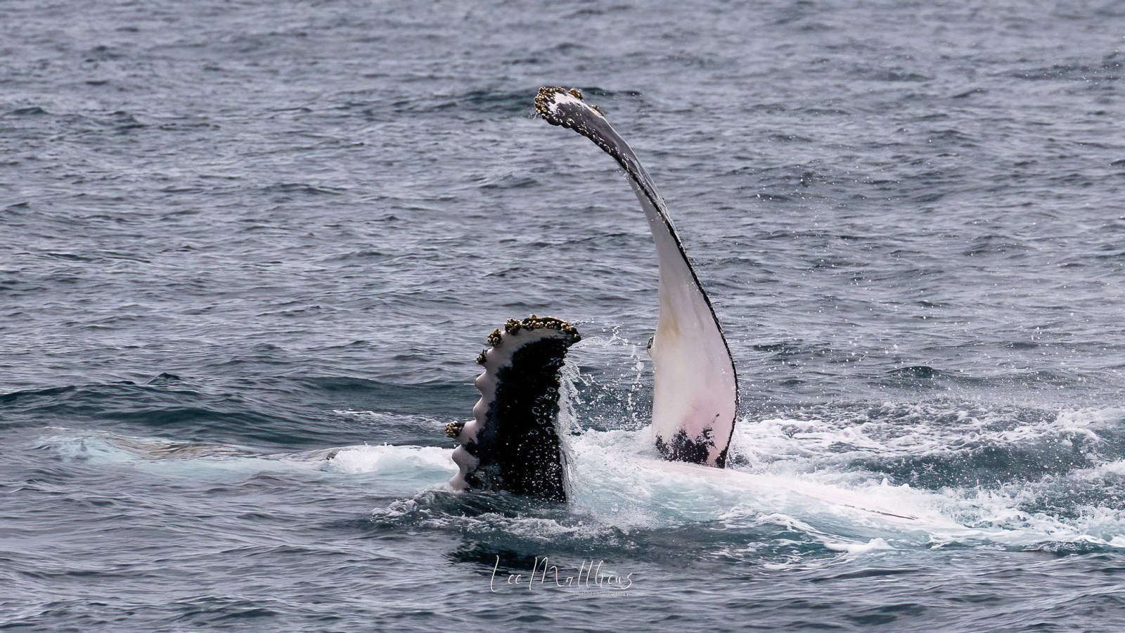 a whale jumping out of the water