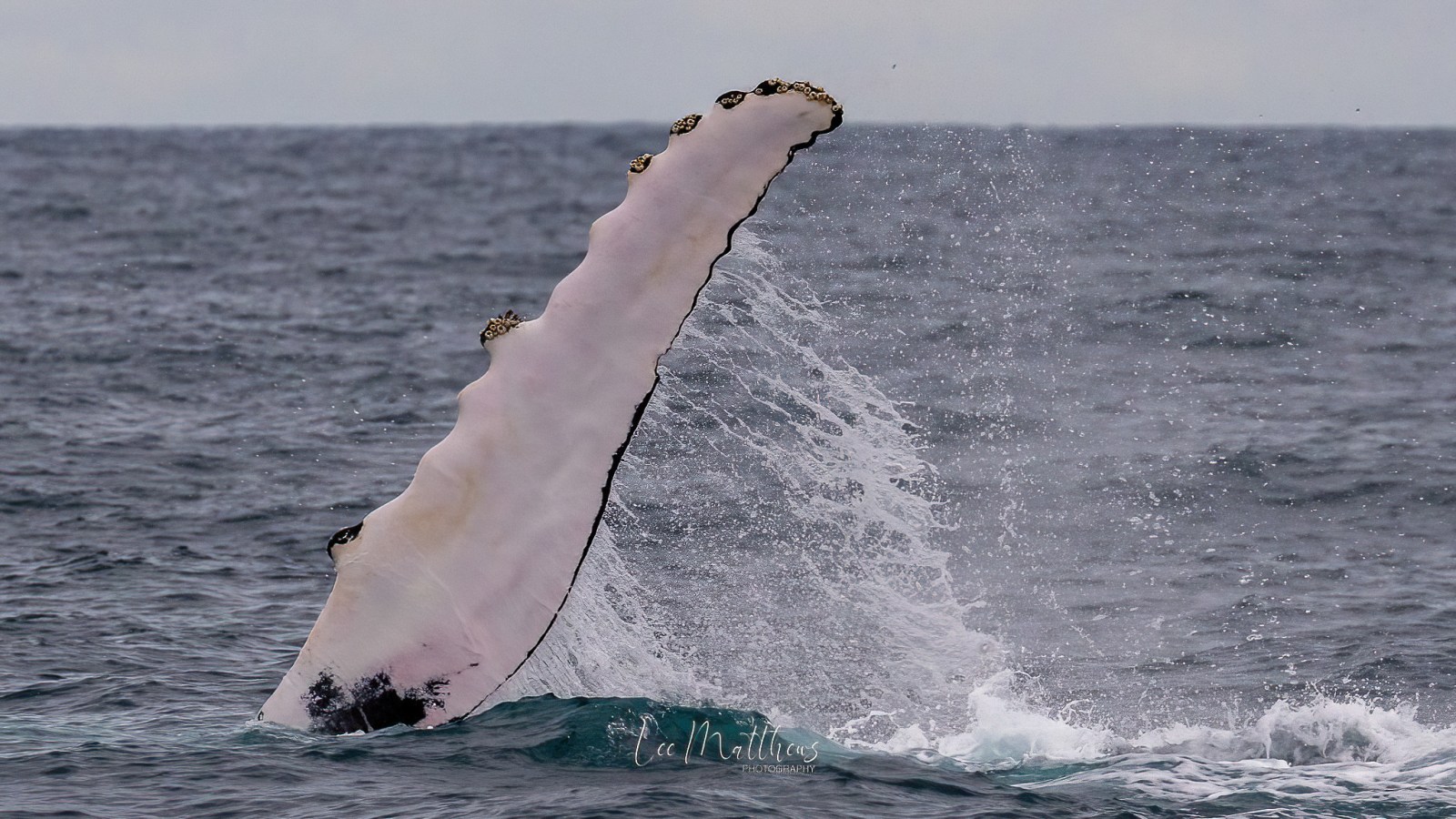 a bird flying over a body of water