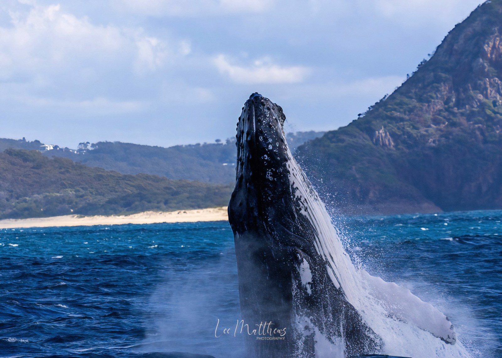 Whale Watching Moonshadow TQC Cruises Port Stephens