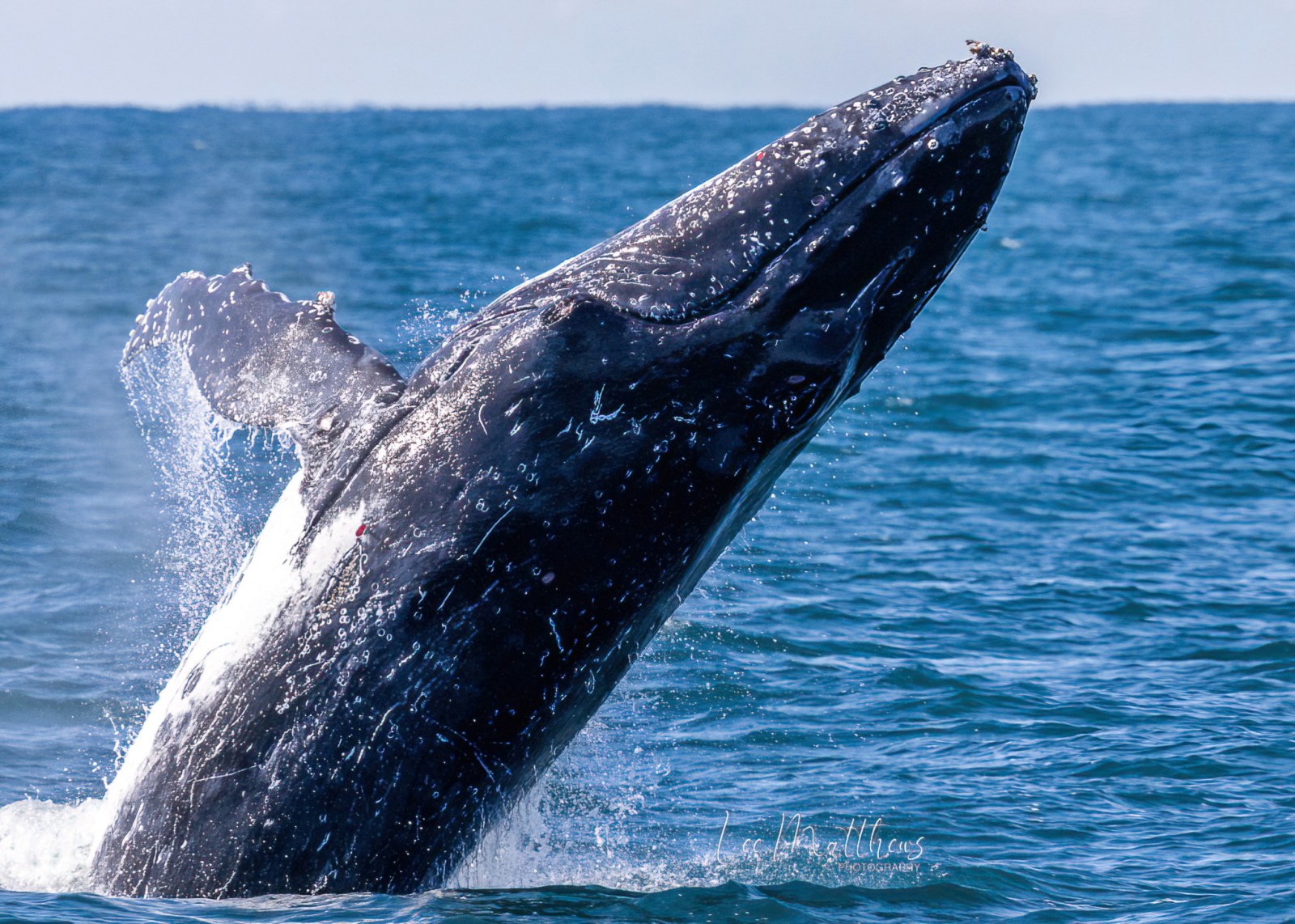 a whale jumping out of the water