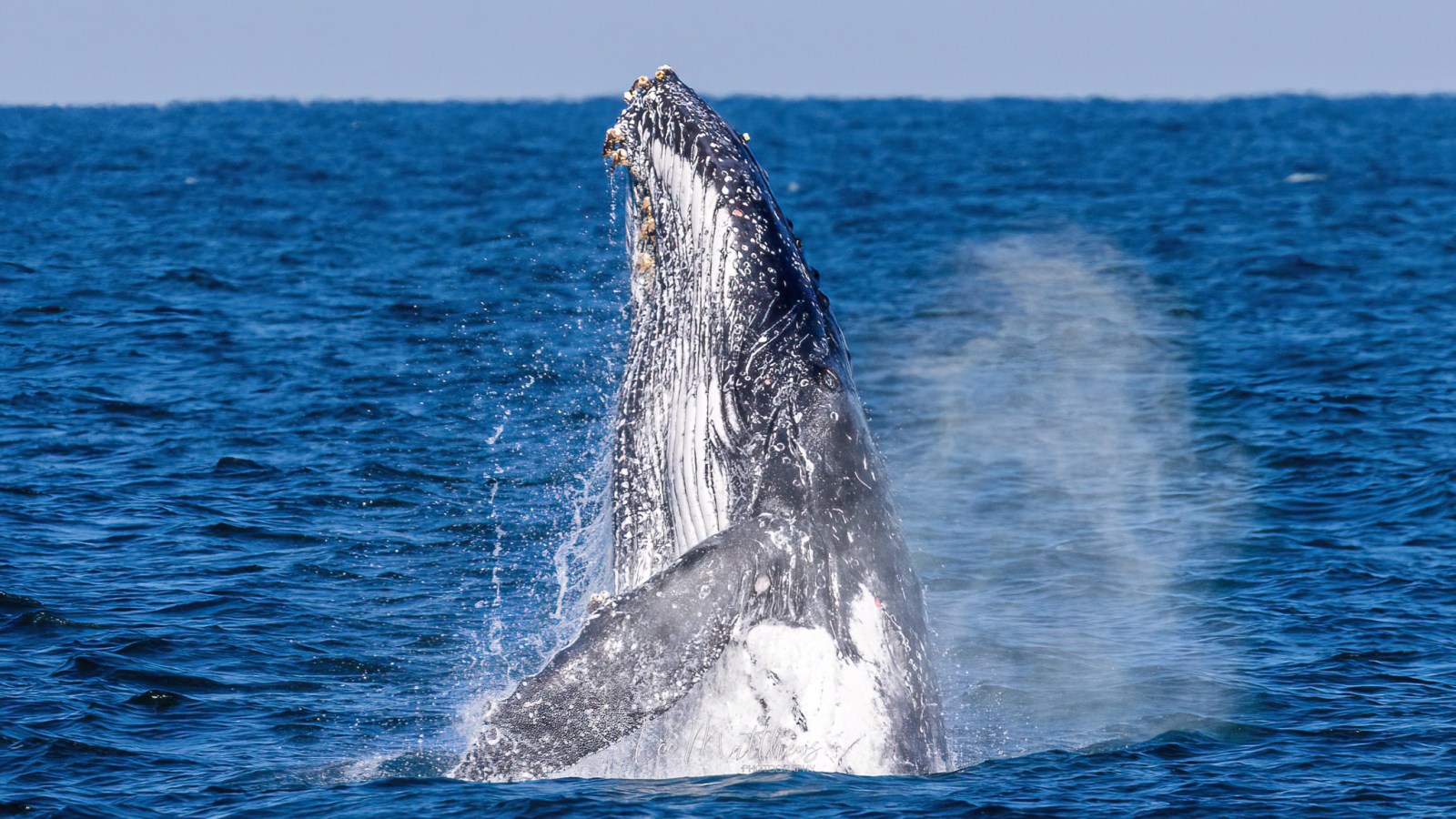 a whale jumping out of the water