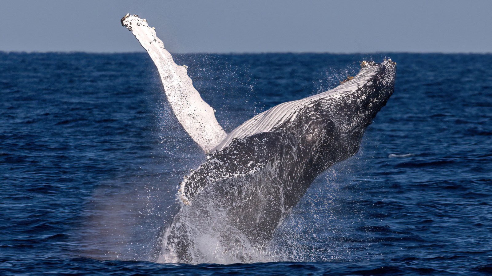 a whale jumping out of the water