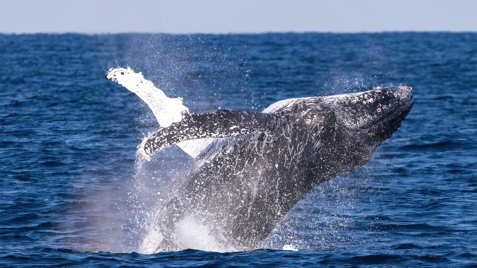 a whale jumping out of the water