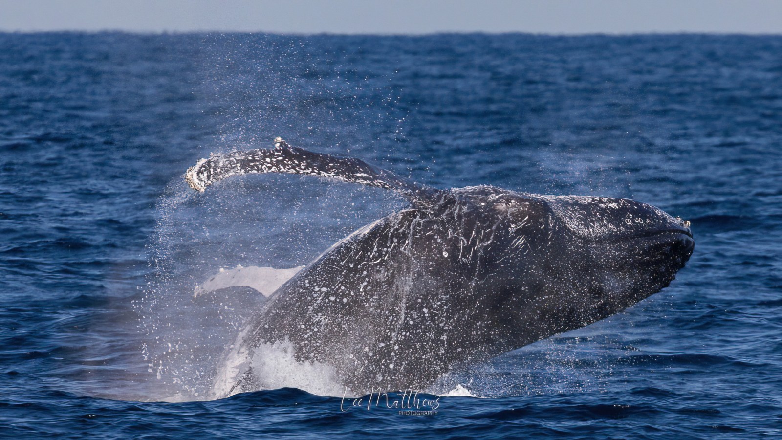 a whale jumping out of the water