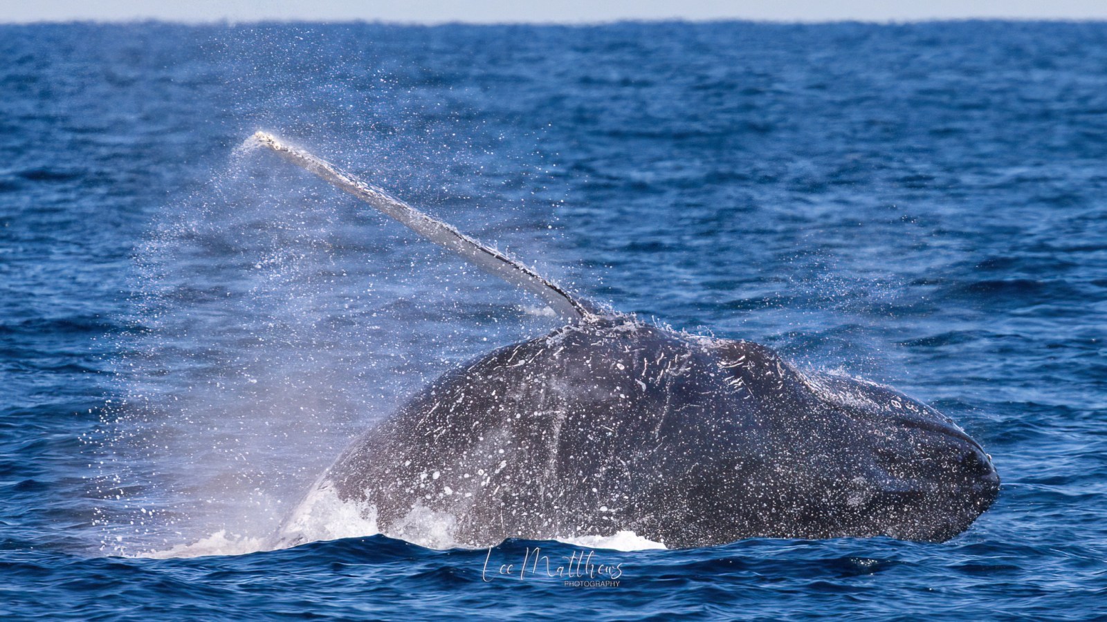 a whale jumping out of the water