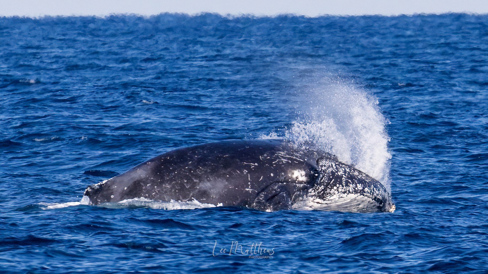 a whale jumping out of the water