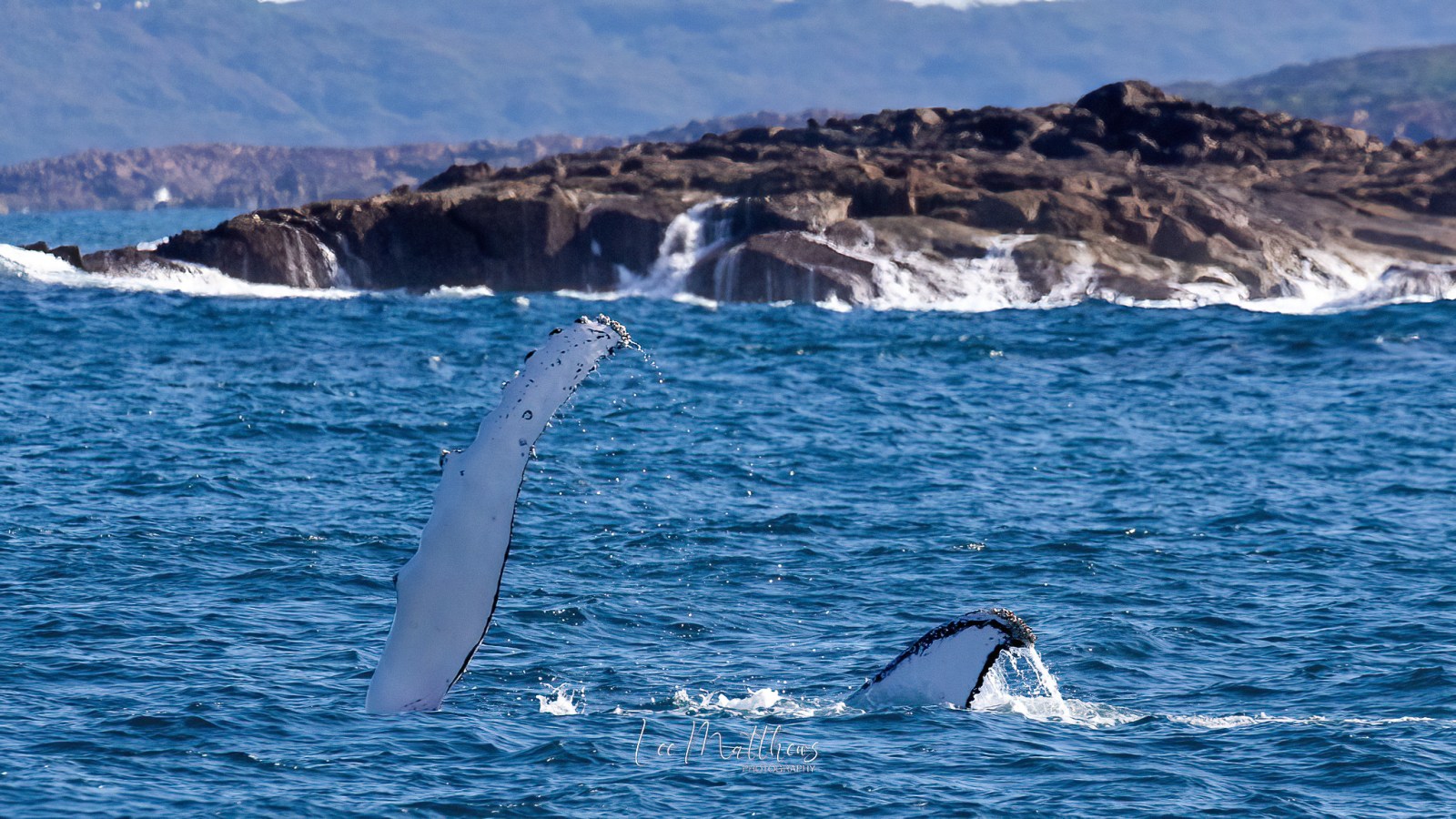 an animal swimming in the water
