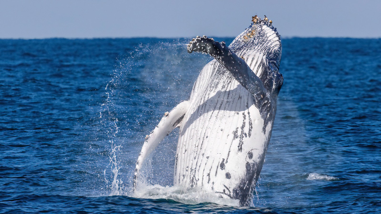 a whale jumping out of the water