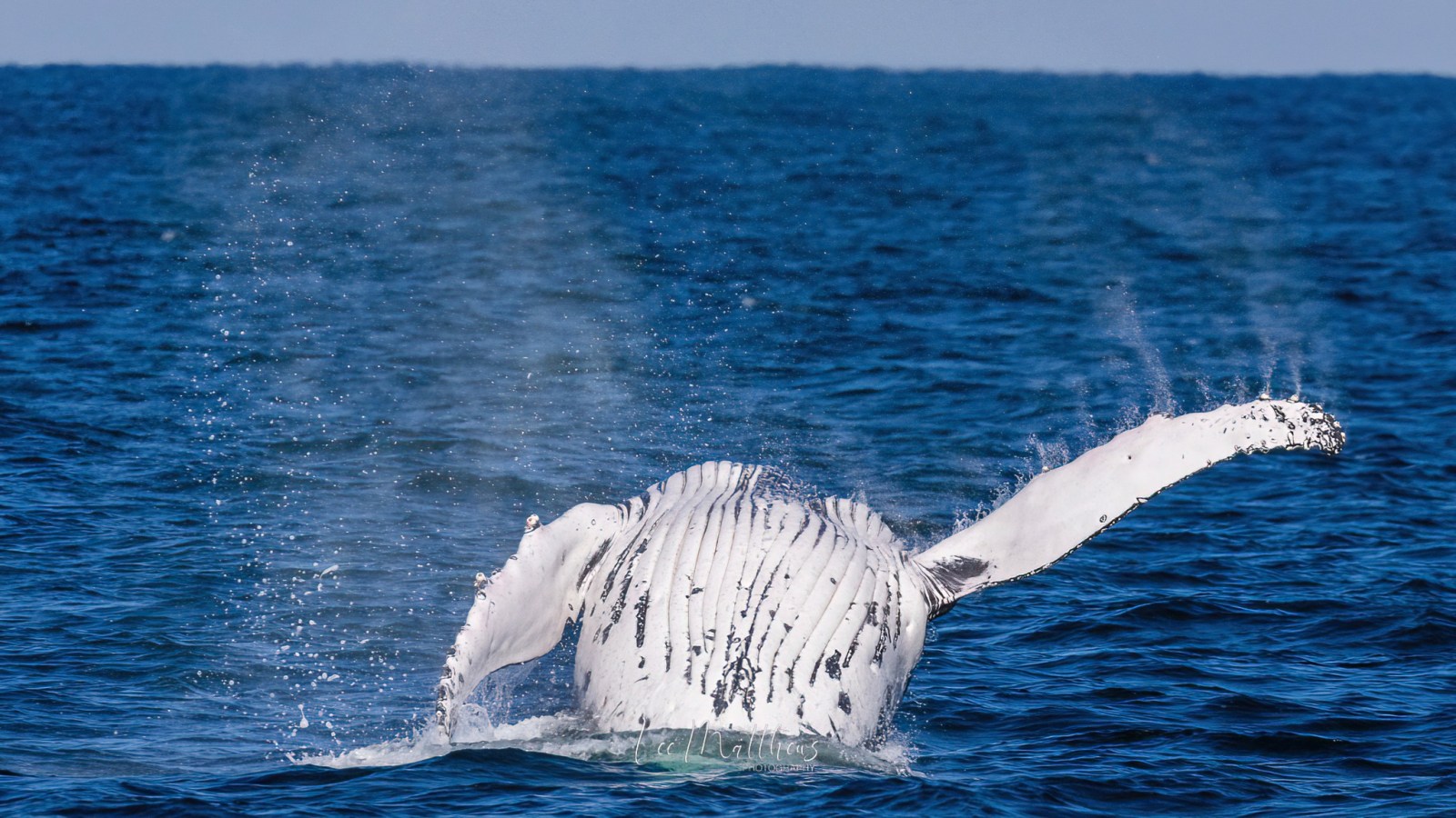 a bird flying over a body of water