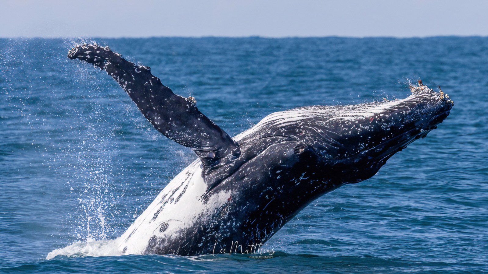 a whale jumping out of the water