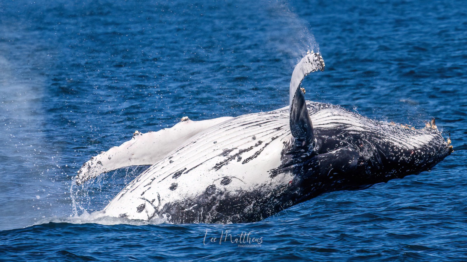 a whale jumping out of the water