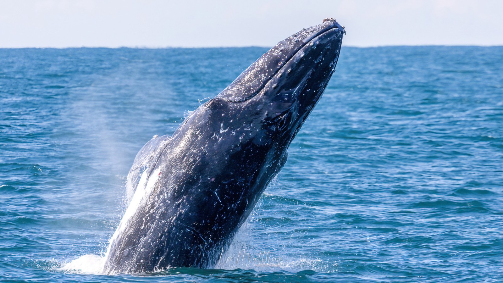 a whale jumping out of the water