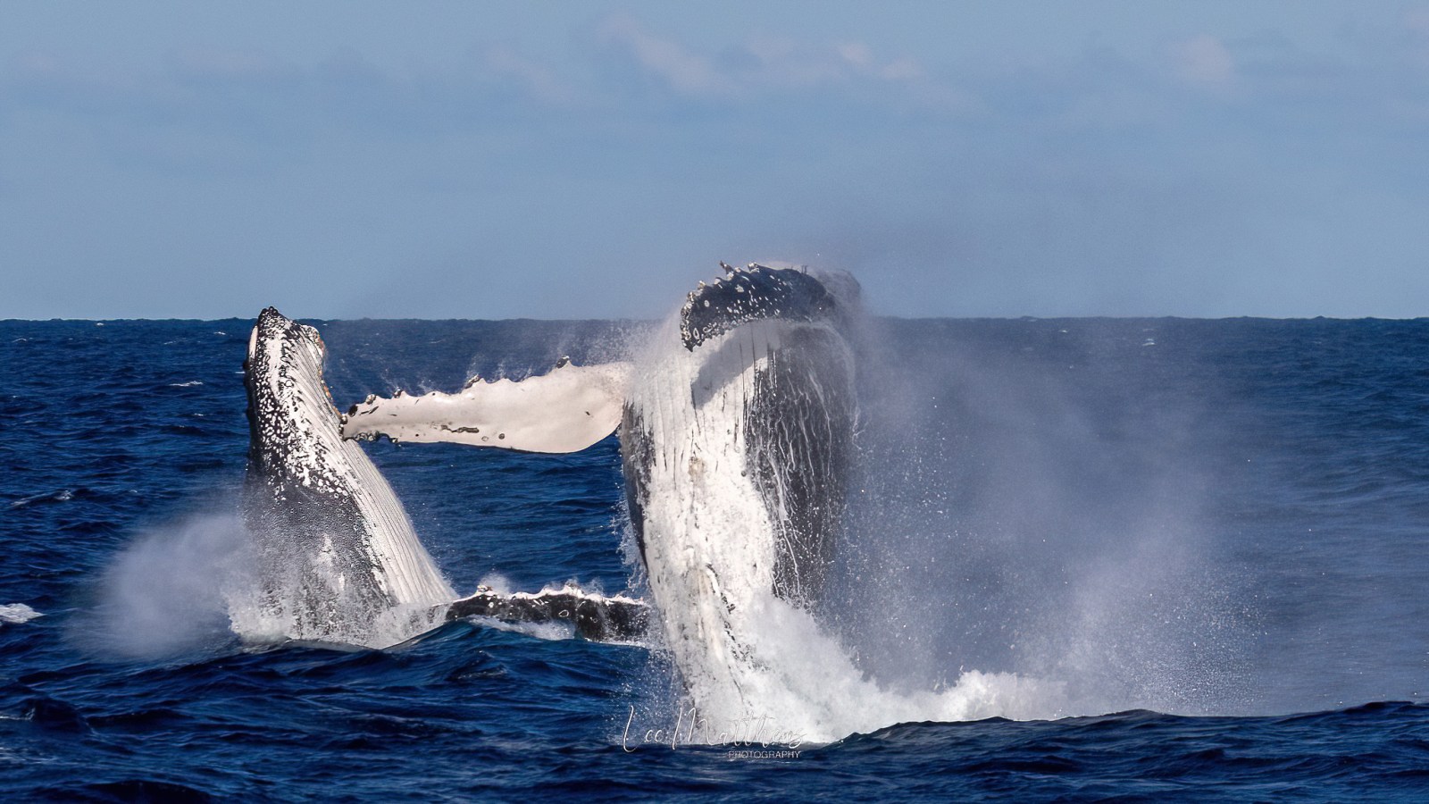 a whale jumping out of the water