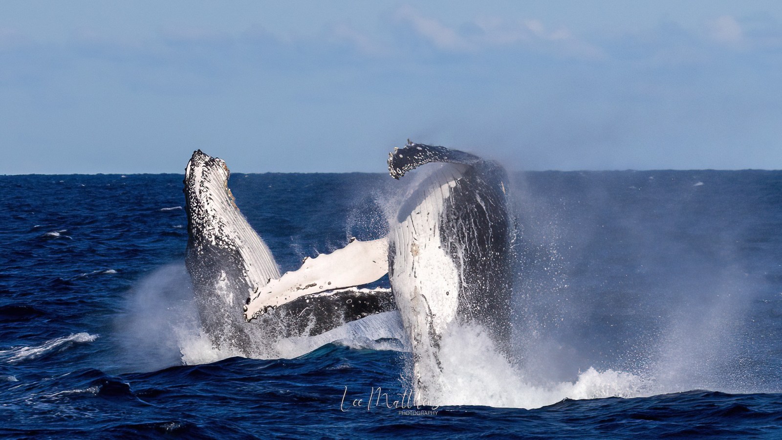 a whale jumping out of the water
