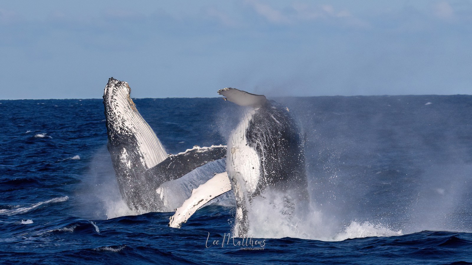 a whale jumping out of the water