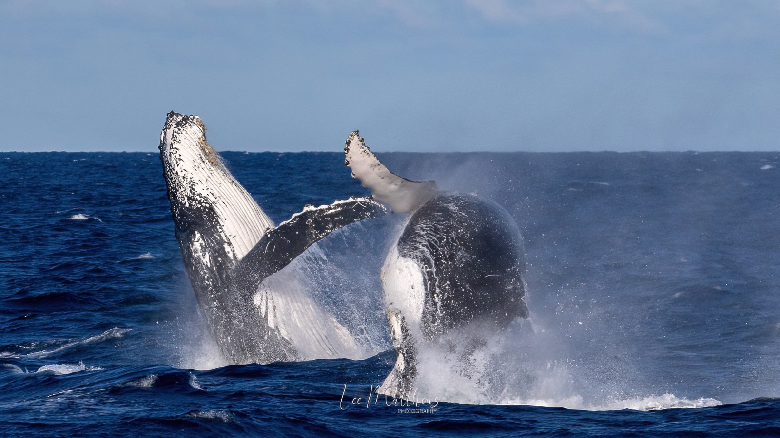 a whale jumping out of the water