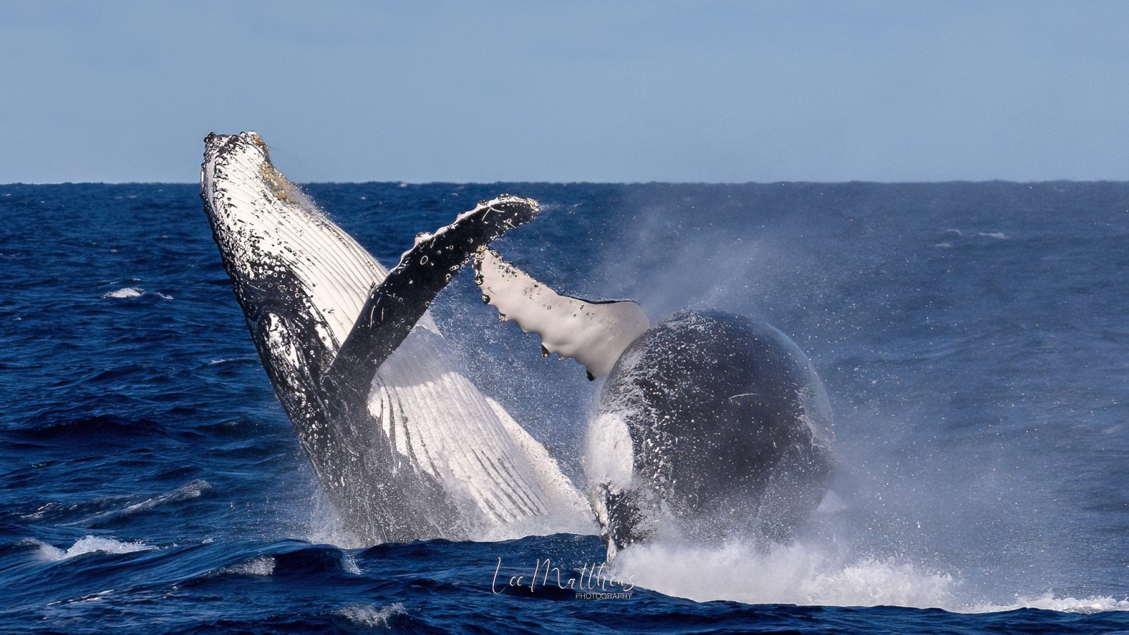 a whale jumping out of the water
