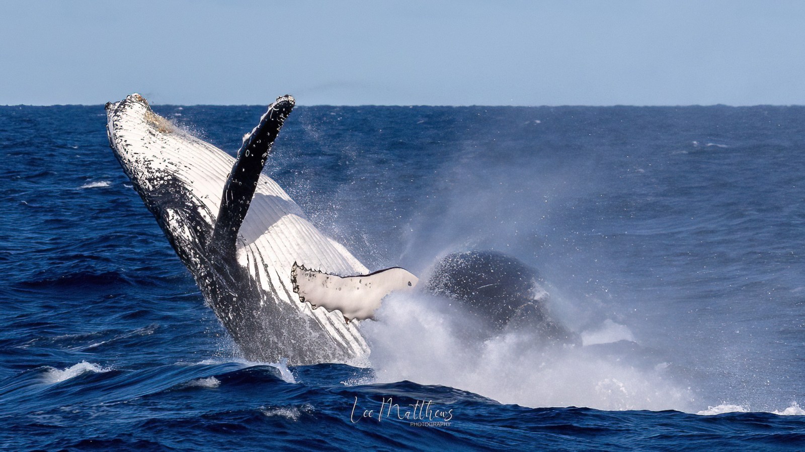 a whale jumping out of the water