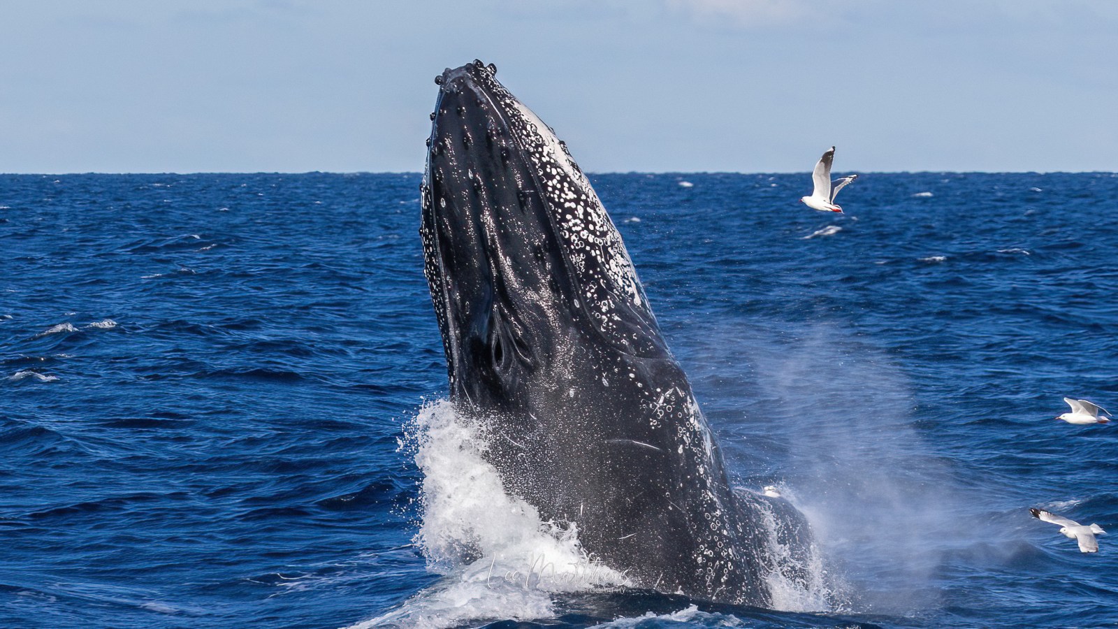 a whale jumping out of the water