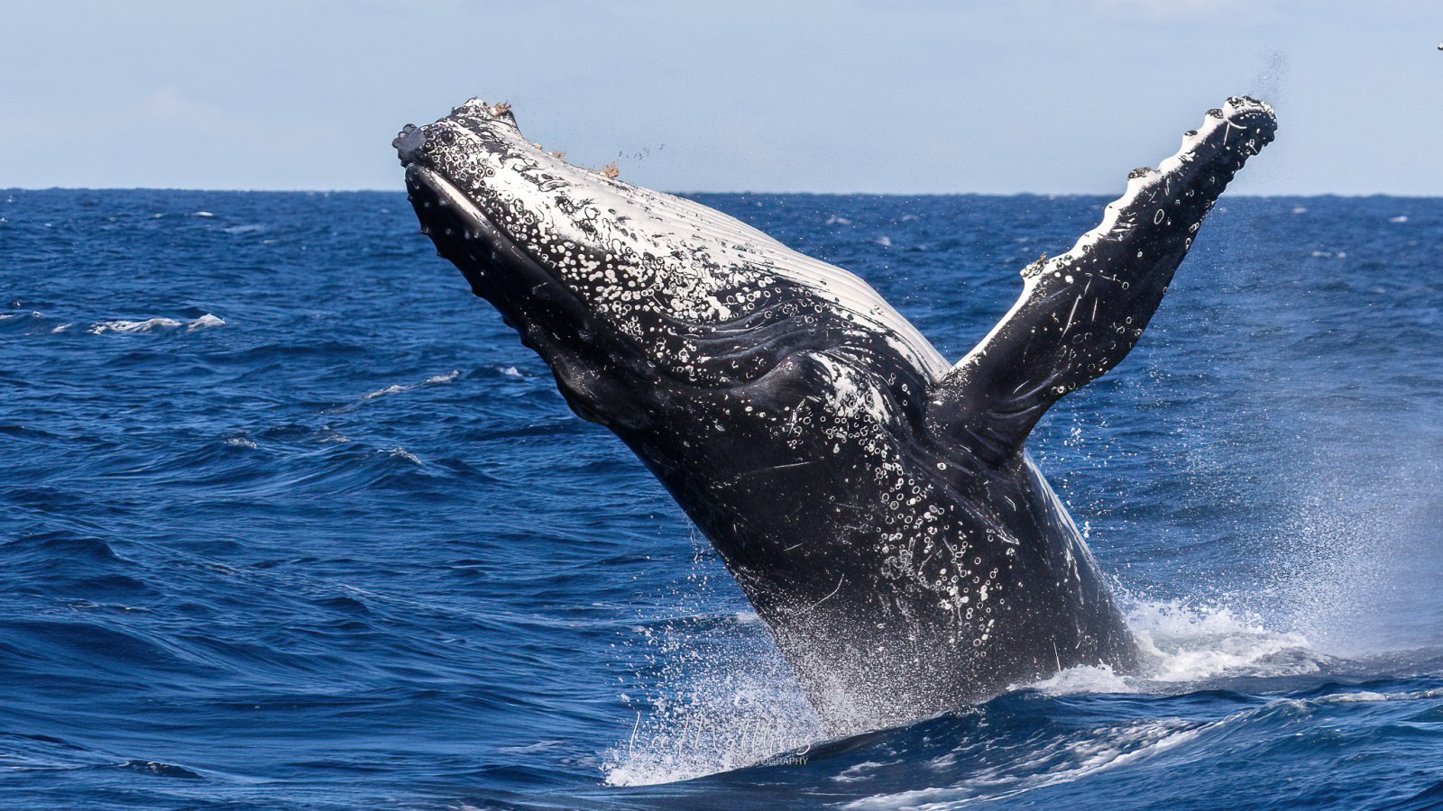 a whale jumping out of the water
