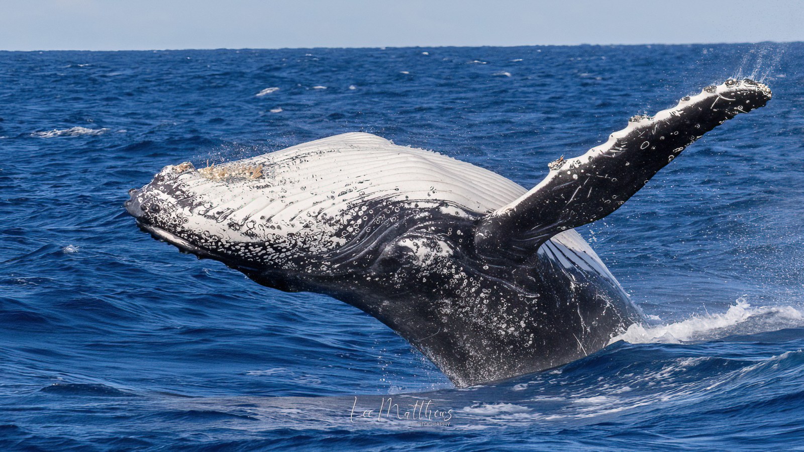 a whale jumping out of the water