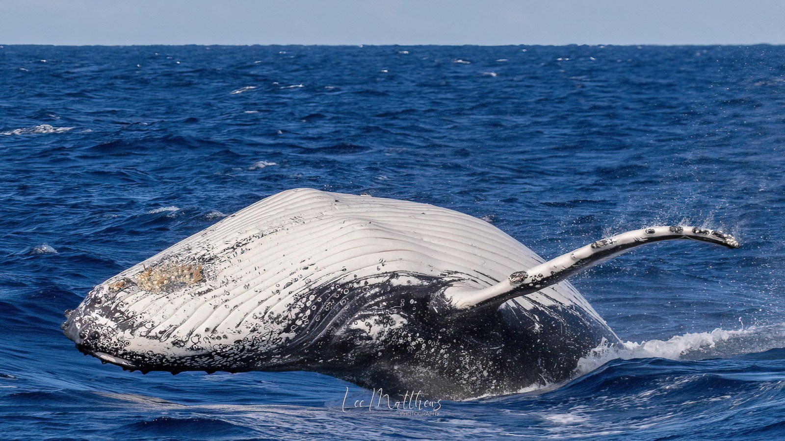 a whale jumping out of the water