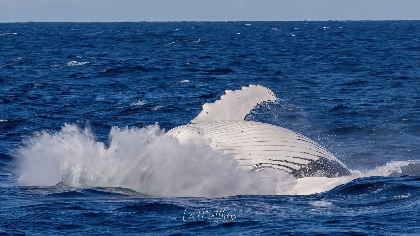 a whale jumping out of the water