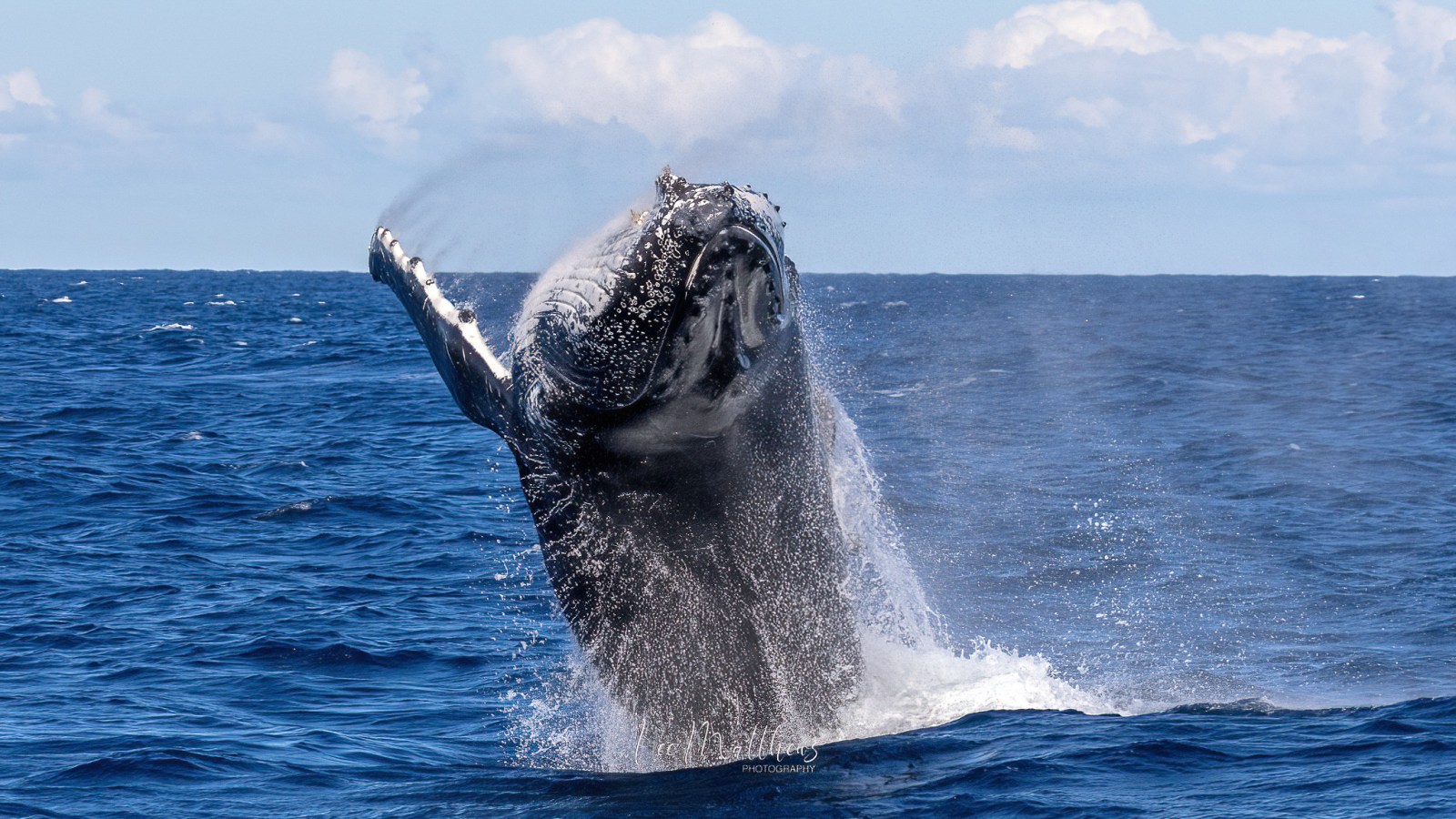 a whale jumping out of the water