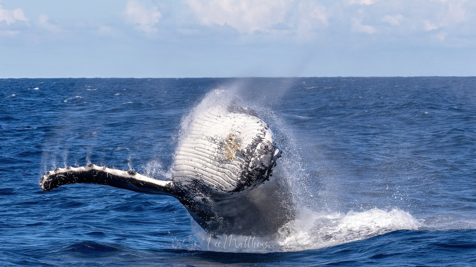a whale jumping out of the water