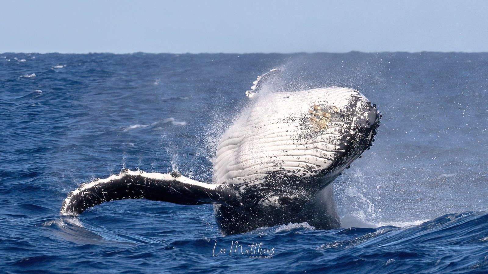 a whale jumping out of the water
