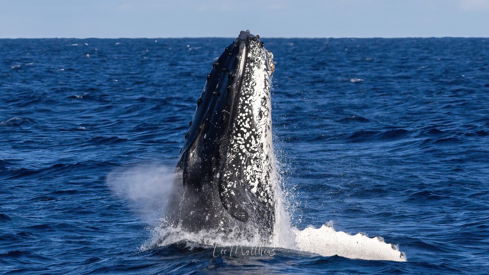 a whale jumping out of the water