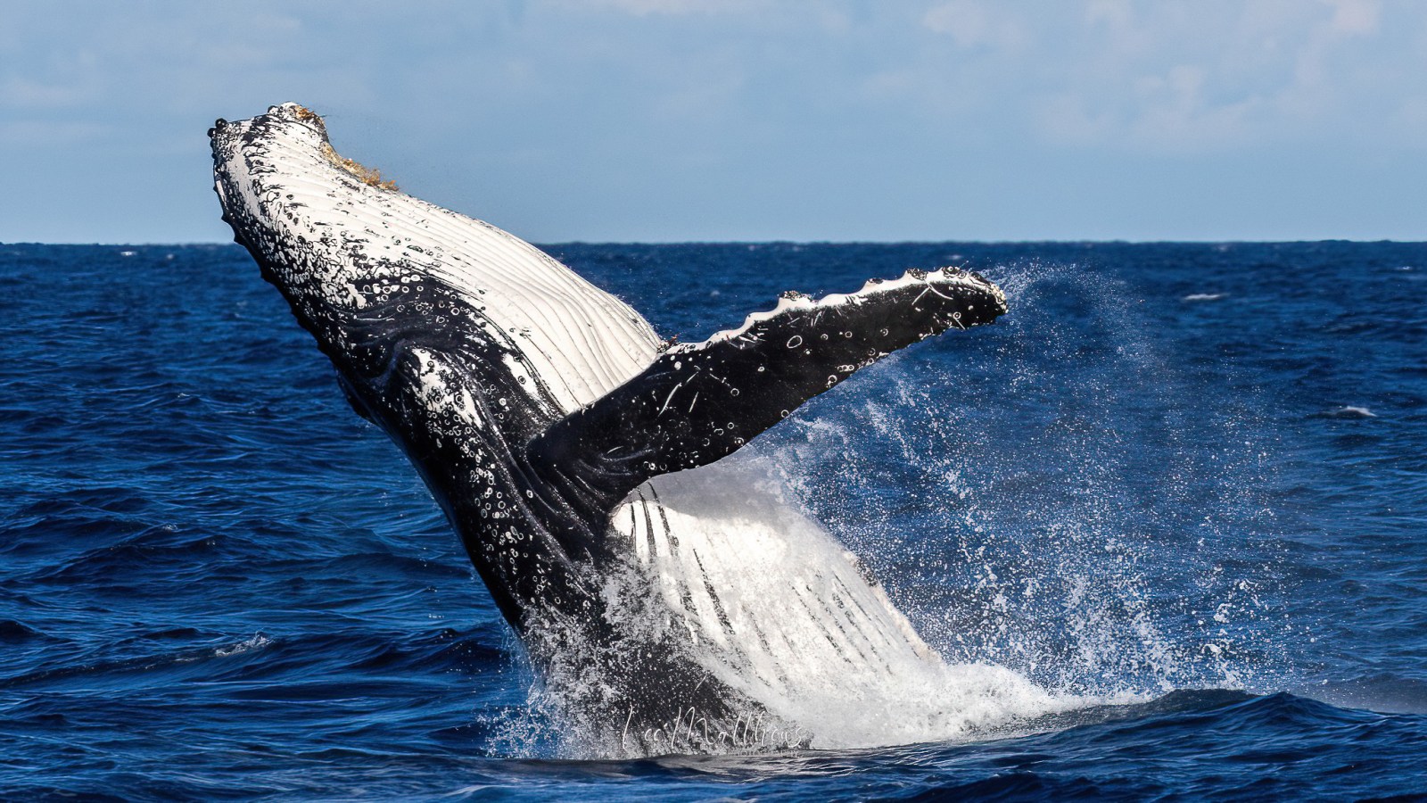 a whale jumping out of the water