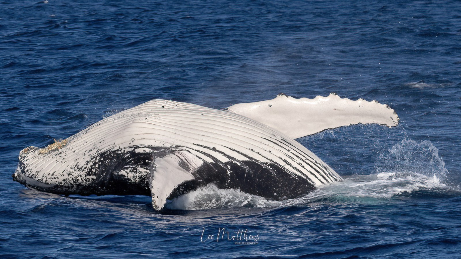 a whale jumping out of the water