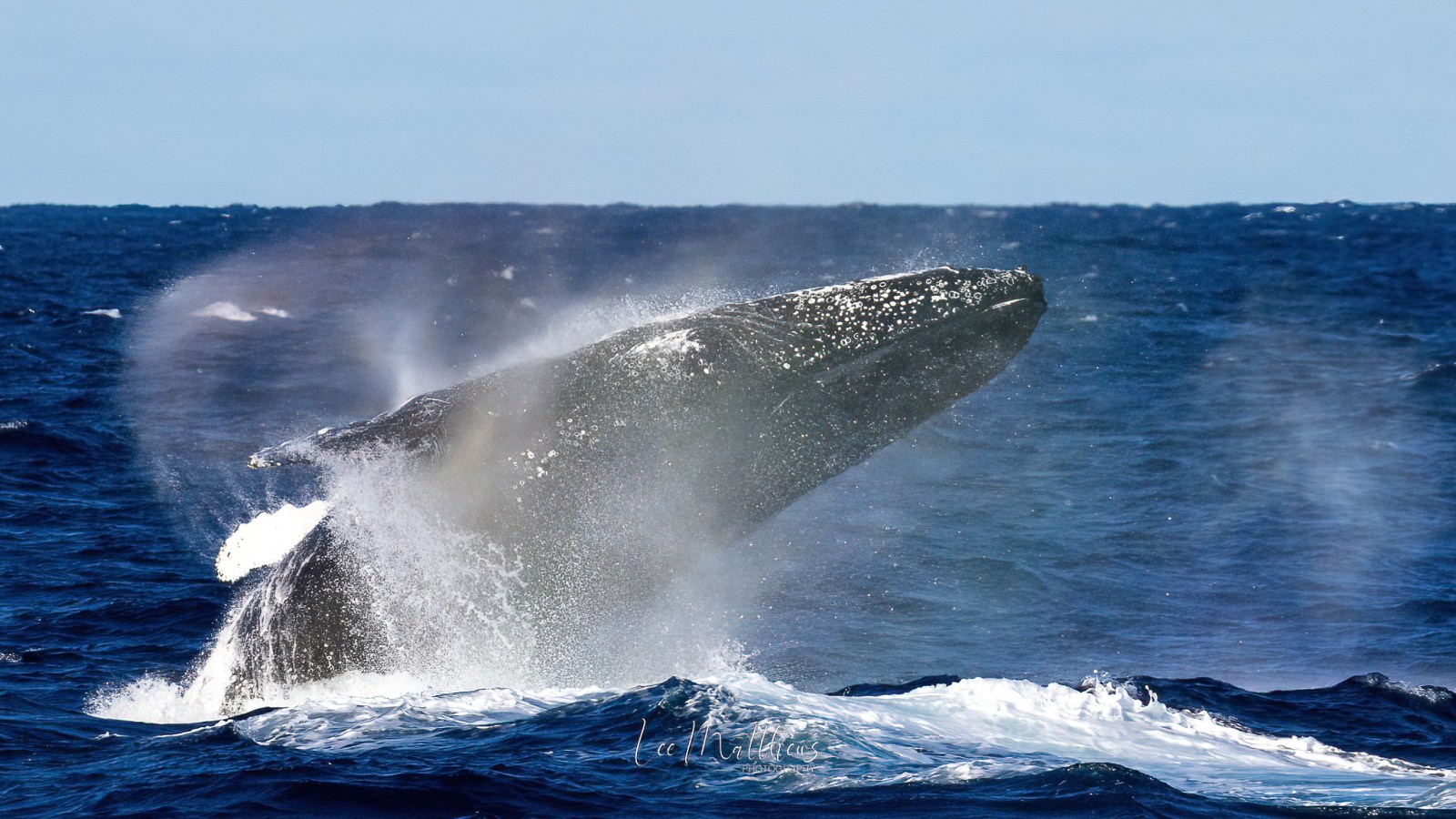 a whale jumping out of the water