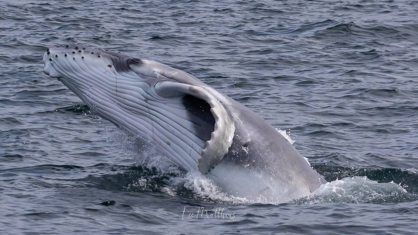 a whale jumping out of the water