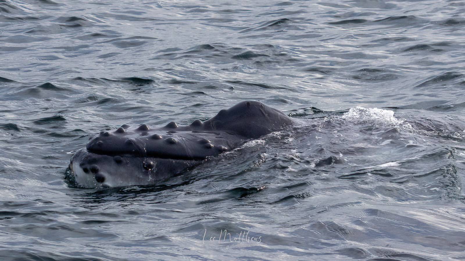 an animal swimming in the water